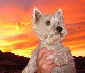 Dog with red sunset – Best Places In The World To Retire – International Living